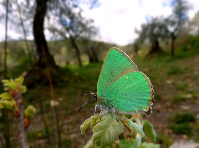 farfalle e uliveti